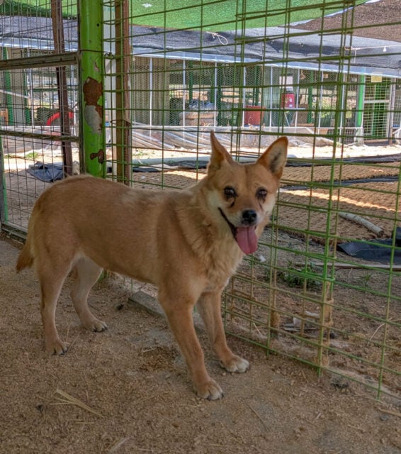 Siheung rescues 02