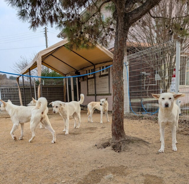 Siheung rescues 03