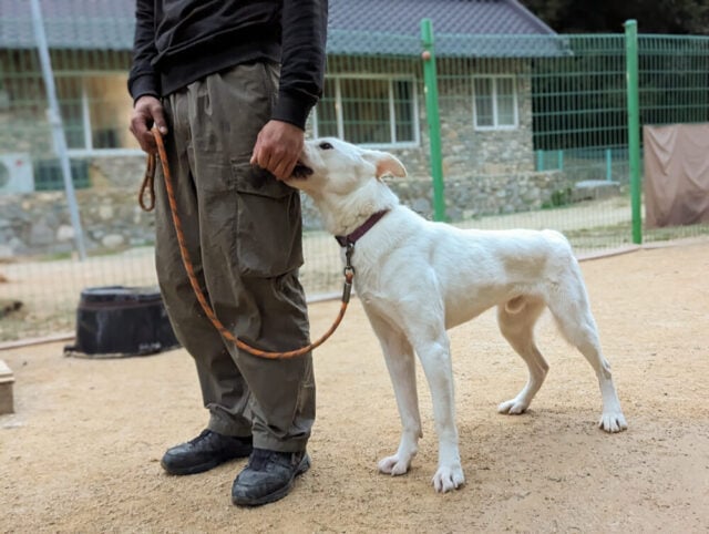 Siheung rescues 05