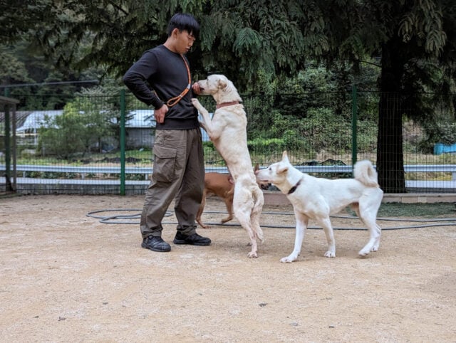 Siheung rescues 06