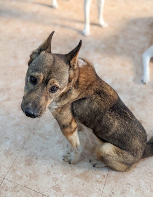 Jumback from Dangjin dog meat farm