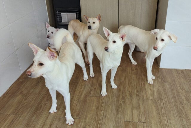 Siheung rescues