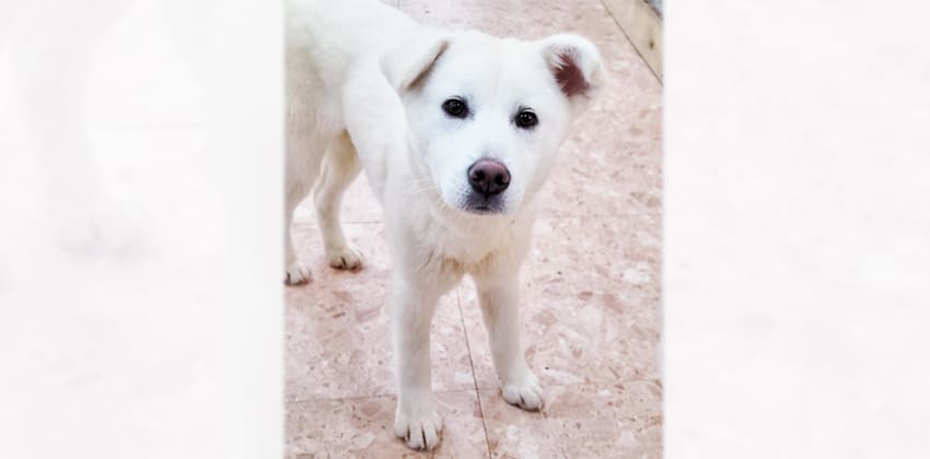 Sihyun is a Medium Female Jindo mix Korean rescue dog