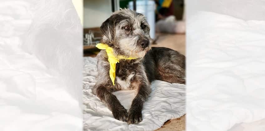 Silvia 2 is a Medium Female Schnauzer mix Korean rescue dog