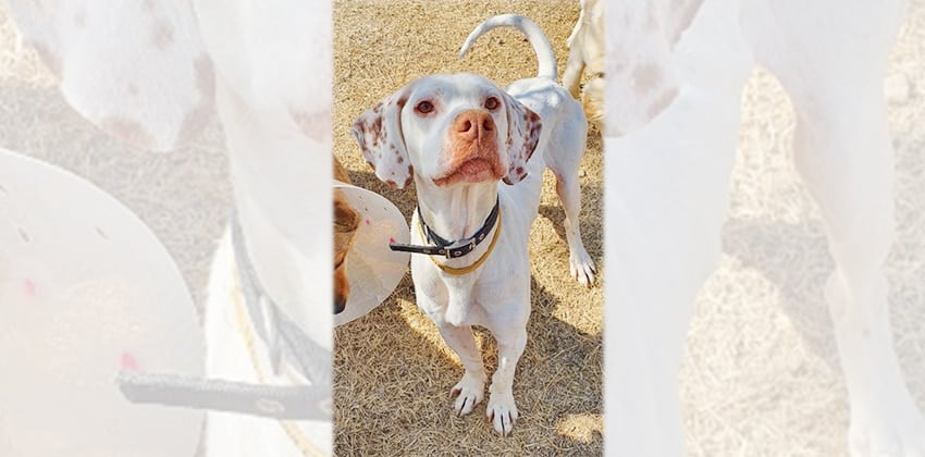 Simba 2 is a Large Male English Pointer Korean rescue dog