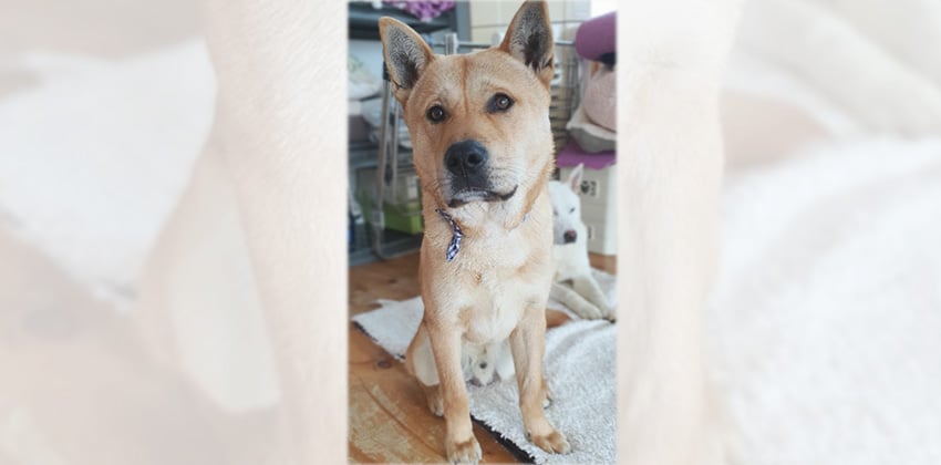 Simba is a Medium Male Jindo mix Korean rescue dog