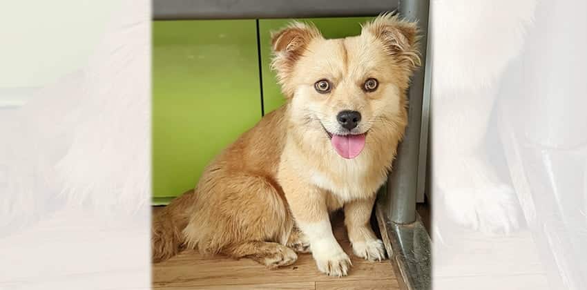 Singyi is a Small Female Mixed Korean rescue dog