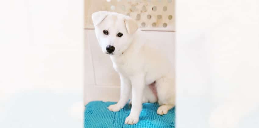 Sion is a Medium Female Jindo mix Korean rescue dog