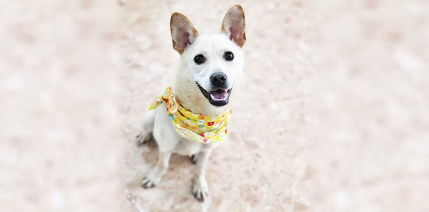 Siwoo is a Small Female Jindo mix Korean rescue dog