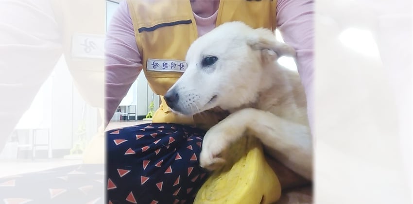 Siyeon is a Medium Female Jindo mix Korean rescue dog