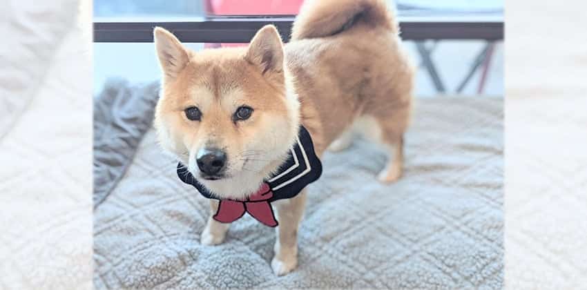 Smile is a Medium Male Shiba Inu Korean rescue dog
