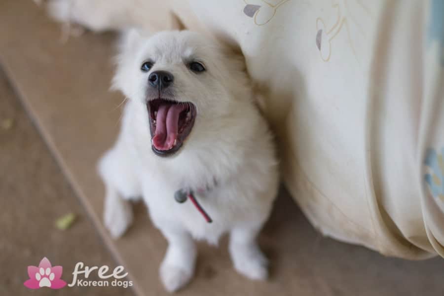 Snowball is a Small Male Pomspitz mix Korean rescue dog