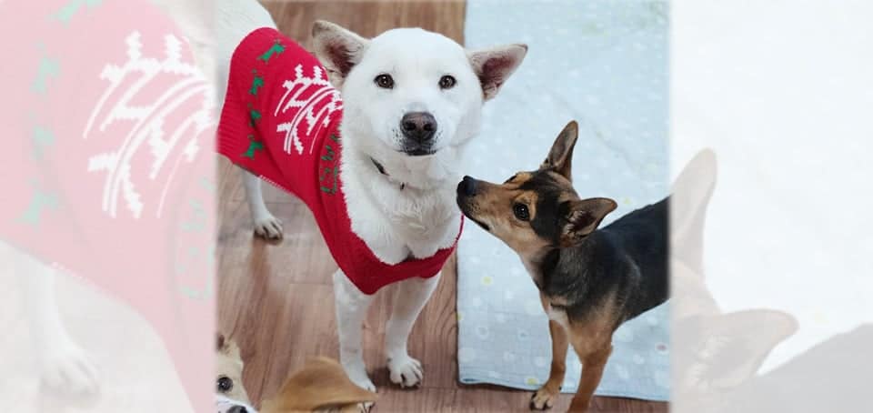 Snow White is a Medium Female Jindo Korean rescue dog