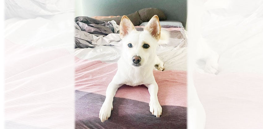 Sohwa is a Small Female Jindo mix Korean rescue dog