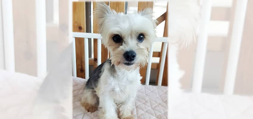 Sol is a Small Male Yorkshire terrier mix Korean rescue dog