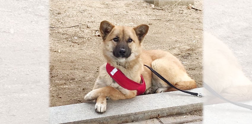 Soli is a Small Female Jindo mix Korean rescue dog