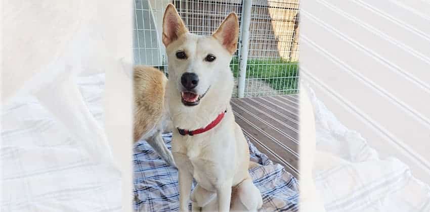 Solji is a Medium Female Jindo mix Korean rescue dog