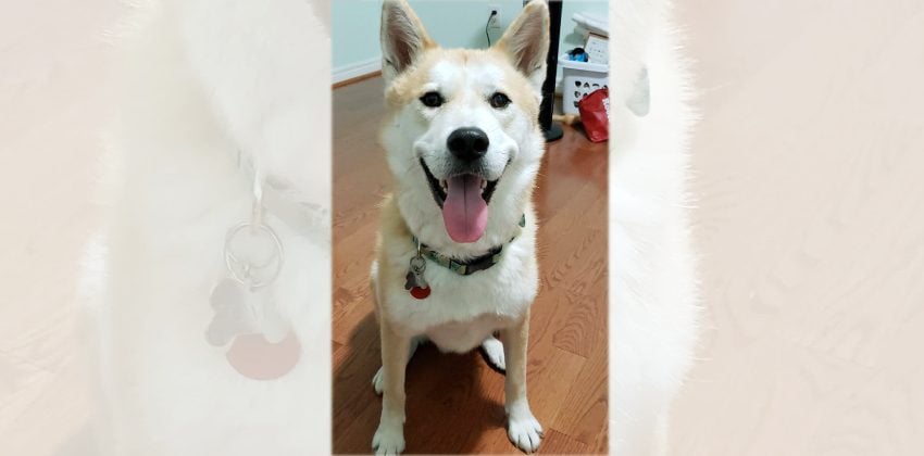 Soma is a Medium Male Jindo mix Korean rescue dog