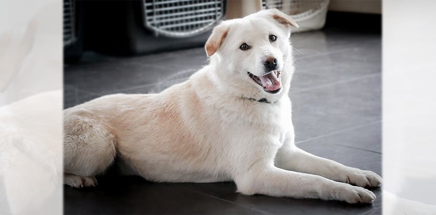 Somang is a Medium Male Labrador mix Korean rescue dog