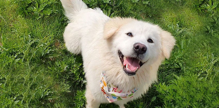 Somo is a Medium Male Great pyrenees mix Korean rescue dog