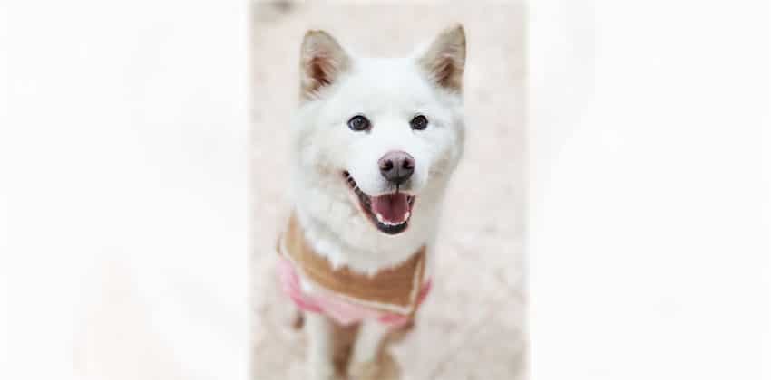 Somi 2 is a Medium Male Samoyed Korean rescue dog