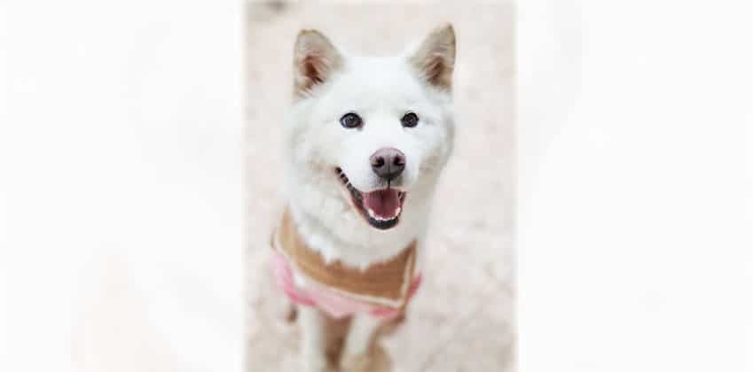 Somi 2 is a Medium Male Samoyed Korean rescue dog