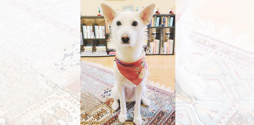 Songeul is a Medium Female Jindo mix Korean rescue dog