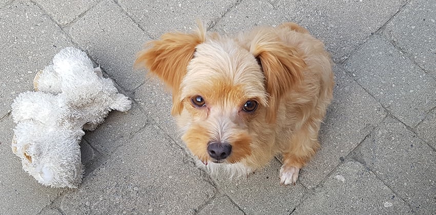 Song-hee is a Small Female Yorkshire terrier mix Korean rescue dog