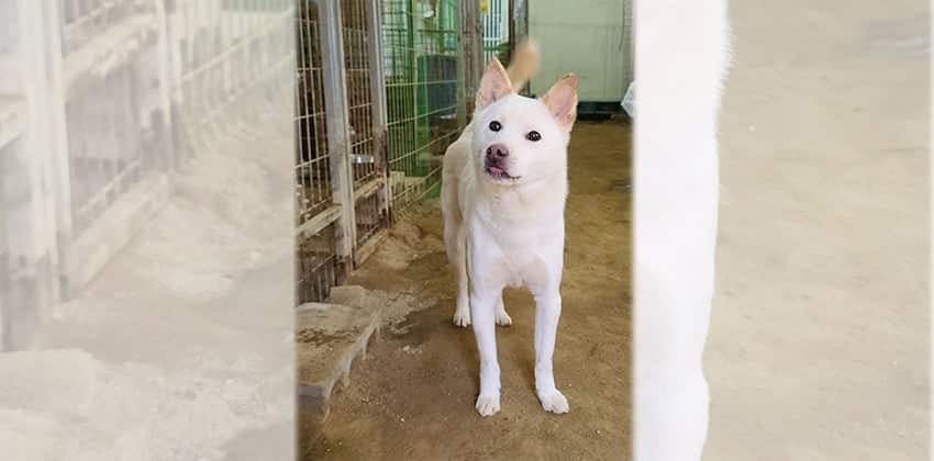 Songlo is a Medium Male Jindo mix Korean rescue dog
