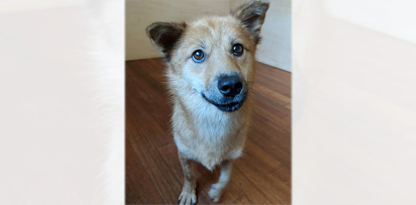 Songyi 2 is a Medium Female Jindo mix Korean rescue dog