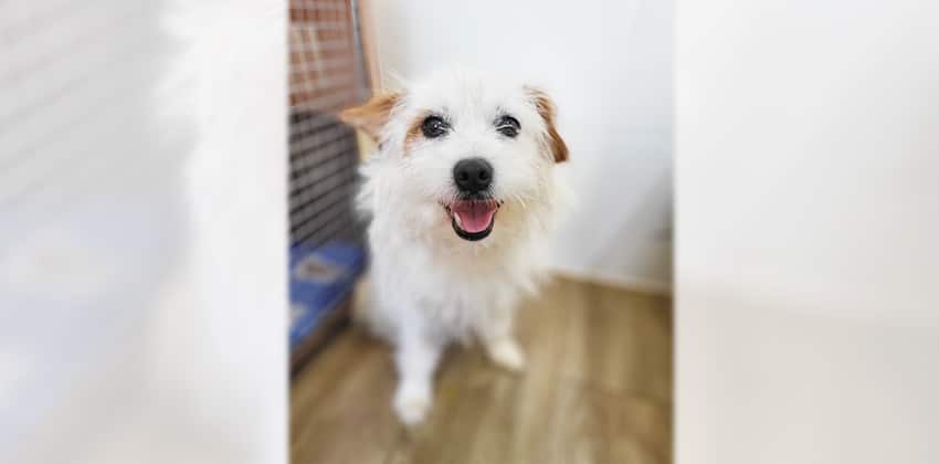 Soo is a Small Male Terrier mix Korean rescue dog