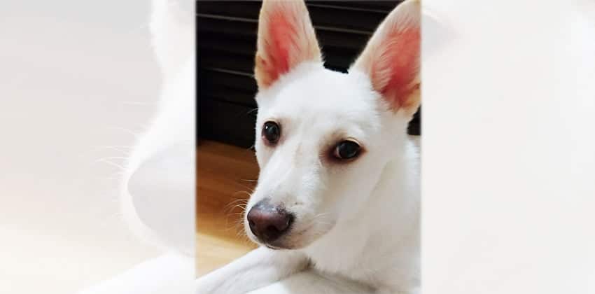 Soohan is a Small Male Jindo mix Korean rescue dog