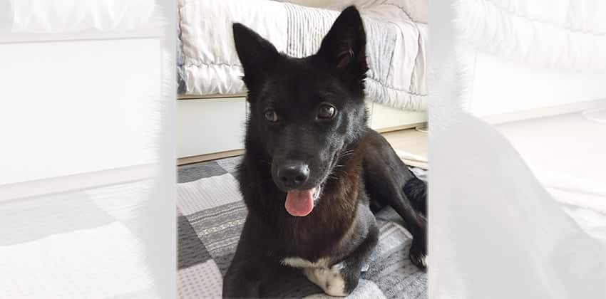 Sooho is a Medium Male Jindo mix Korean rescue dog