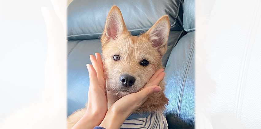 Sooki is a Medium Female Terrier mix Korean rescue dog