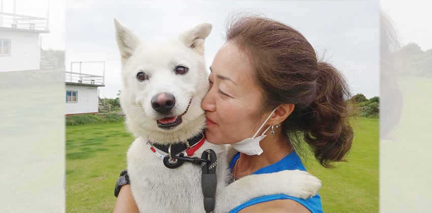Sookja is a Small Male Jindo mix Korean rescue dog