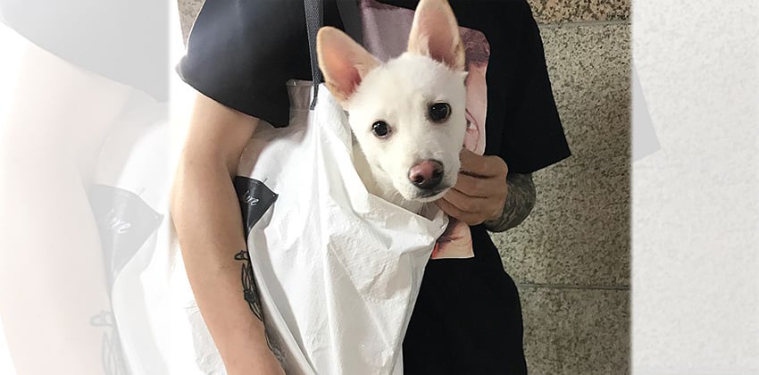 Soomin is a Small Male Jindo mix Korean rescue dog