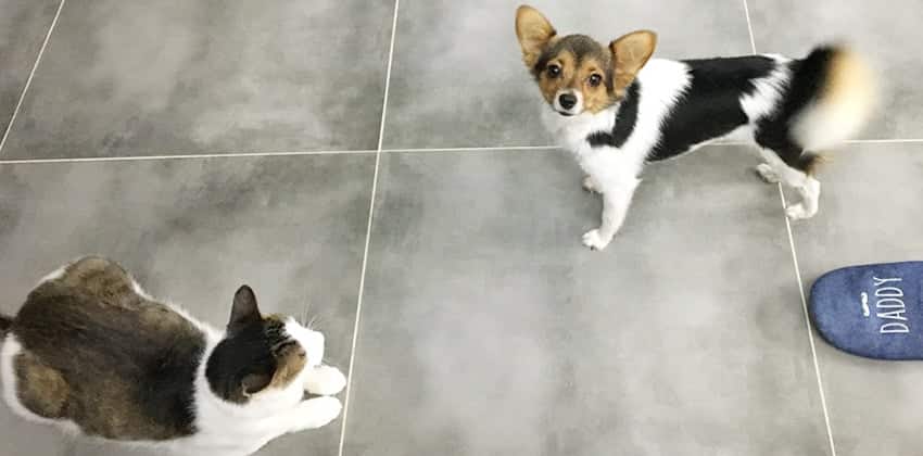 Soona is a Small Female Papillon mix Korean rescue dog
