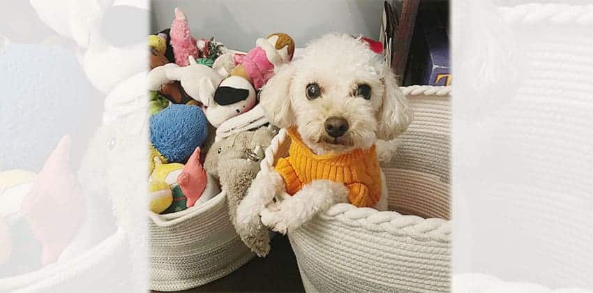 Soondol 4 is a Small Male Poodle Korean rescue dog