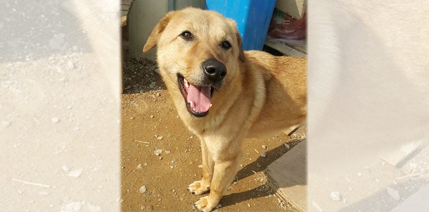 Soondol 3 is a Medium Male Retriever mix Korean rescue dog