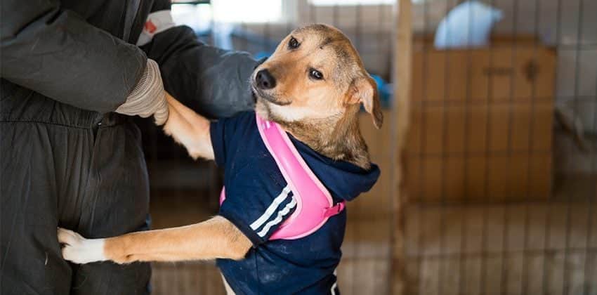 Sooni is a Small Female Jindo mix Korean rescue dog