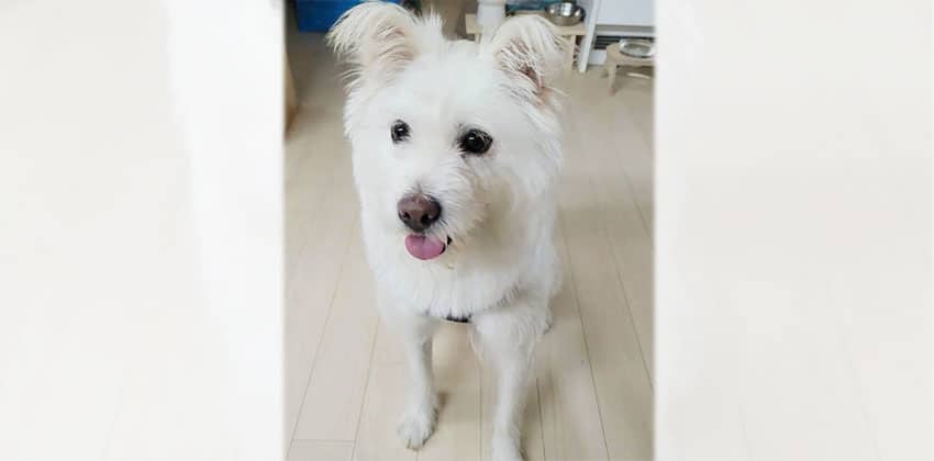 soonie 2 is a Medium Female Sapsali mix Korean rescue dog