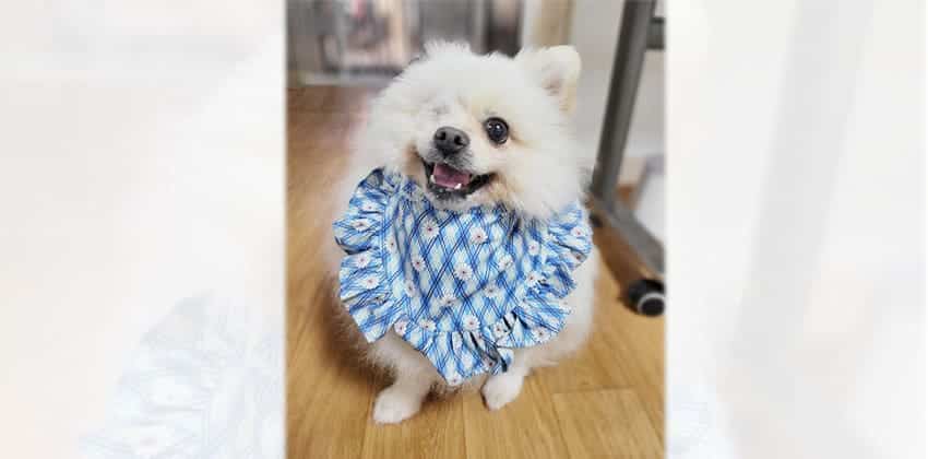 Soonnam is a Small Male Pomeranian Korean rescue dog