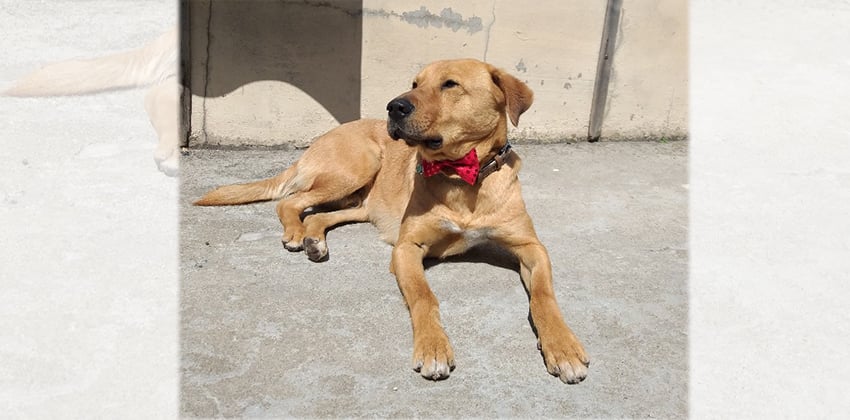 Soonshin is a Medium Male Retriever mix Korean rescue dog