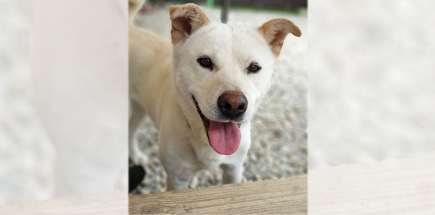Soonsim is a Medium Female Jindo mix Korean rescue dog