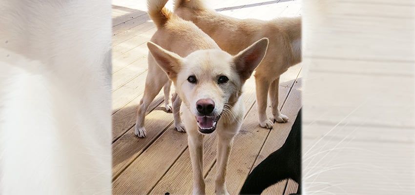 Soony is a Medium Female Jindo Mix Korean rescue dog