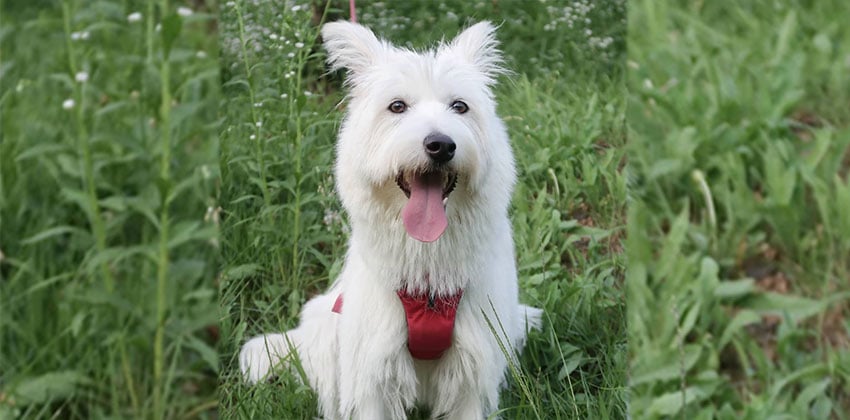 Sophie is a Medium Female Terrier mix Korean rescue dog