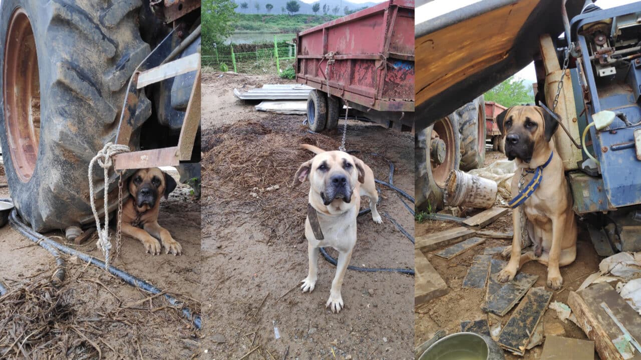 An Update on Our Dosa Dog Meat Rescues