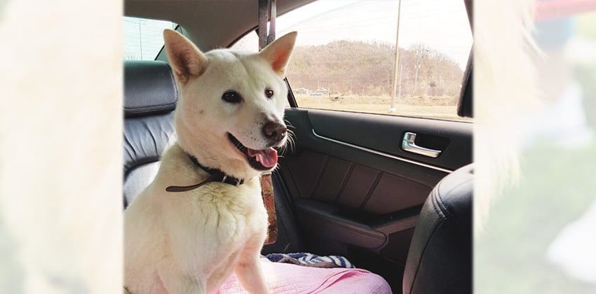 Soyou is a Medium Female Jindo mix Korean rescue dog