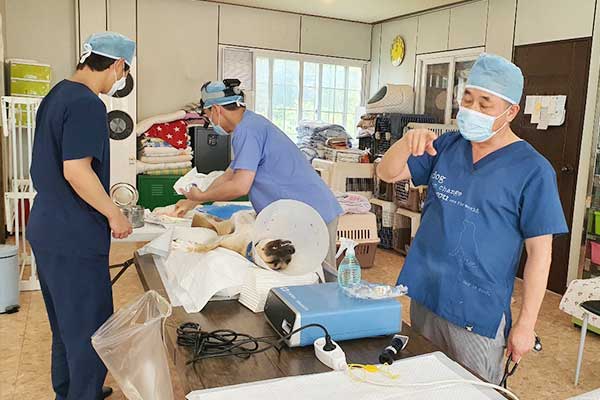 Volunteer vets assist with spaying and neutering at a shelter.