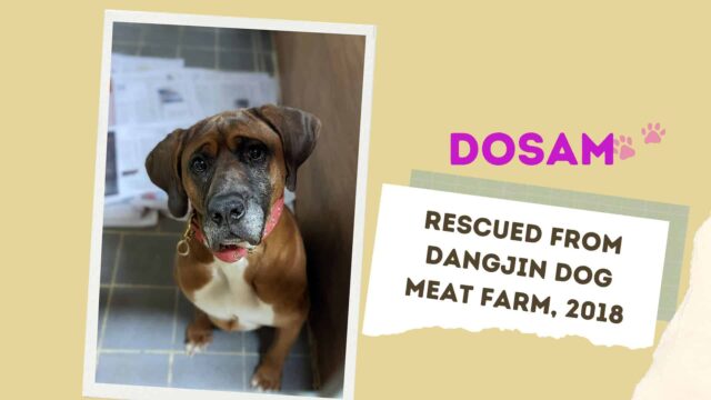 Dogs rescued from the Korean dog meat trade
